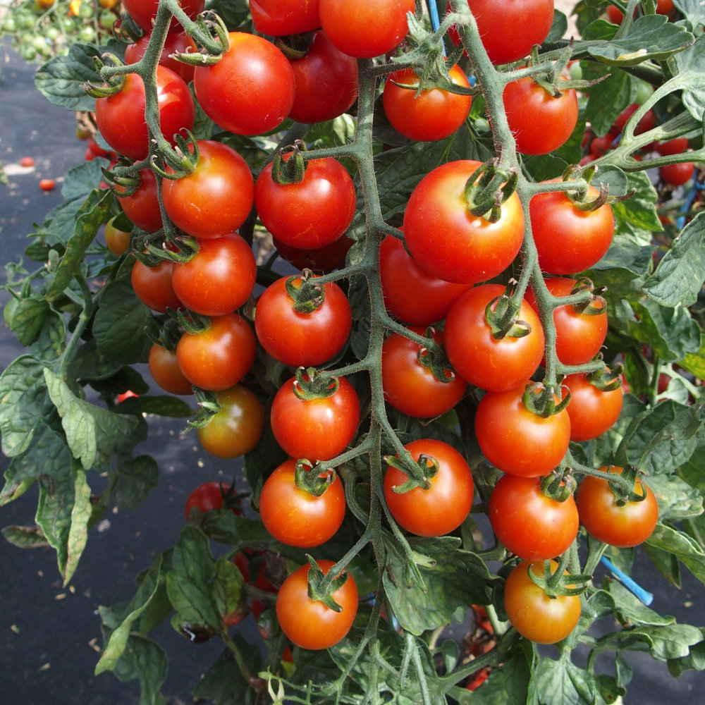Tomato Rubinka